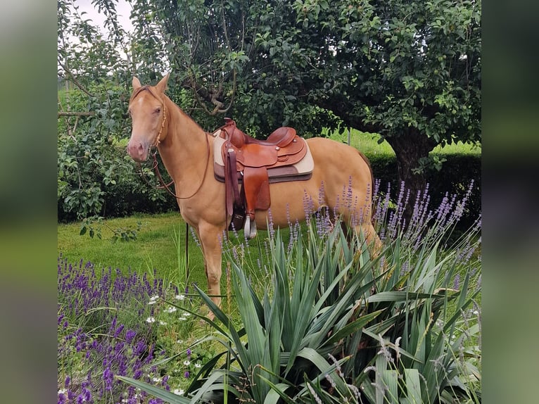 American Quarter Horse Giumenta 3 Anni 145 cm Champagne in Au in der Hallertau