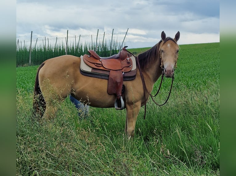 American Quarter Horse Giumenta 3 Anni 145 cm Champagne in Au in der Hallertau