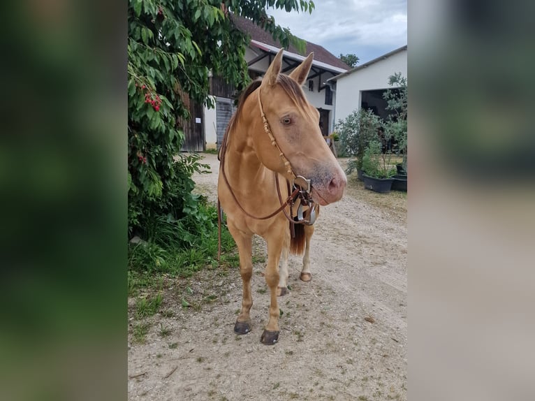 American Quarter Horse Giumenta 3 Anni 145 cm Champagne in Au in der Hallertau