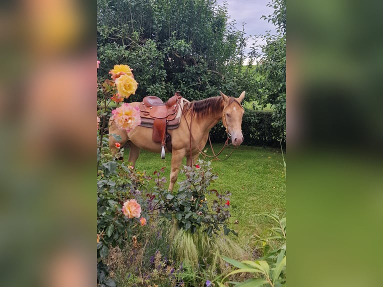 American Quarter Horse Giumenta 3 Anni 145 cm Champagne in Au in der Hallertau