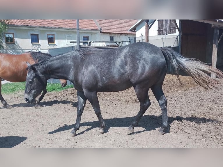 American Quarter Horse Giumenta 3 Anni 145 cm Grigio pezzato in Windhaag/Perg