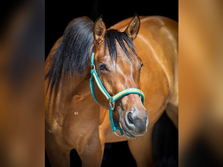 American Quarter Horse Giumenta 3 Anni 145 cm Pelle di daino in Ungenach