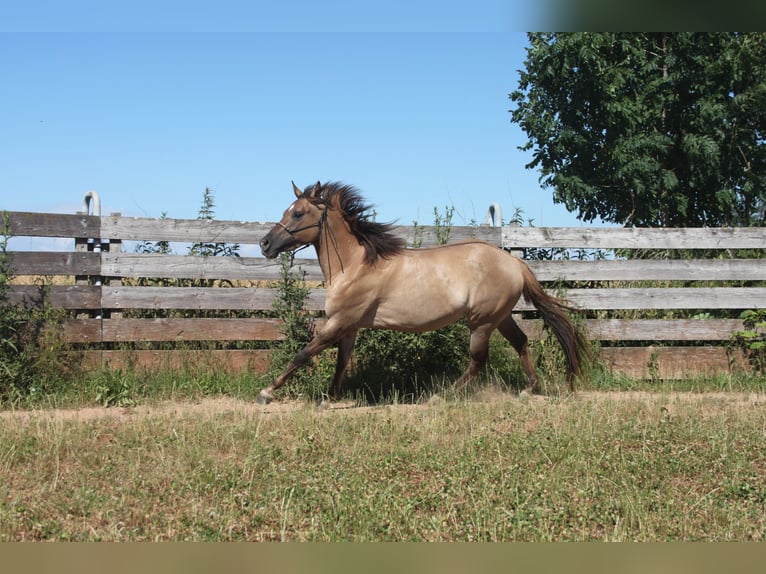 American Quarter Horse Giumenta 3 Anni 145 cm Red dun in Neuhofen an der Krems