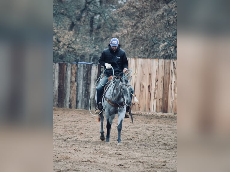 American Quarter Horse Giumenta 3 Anni 145 cm Roano blu in Weatherford