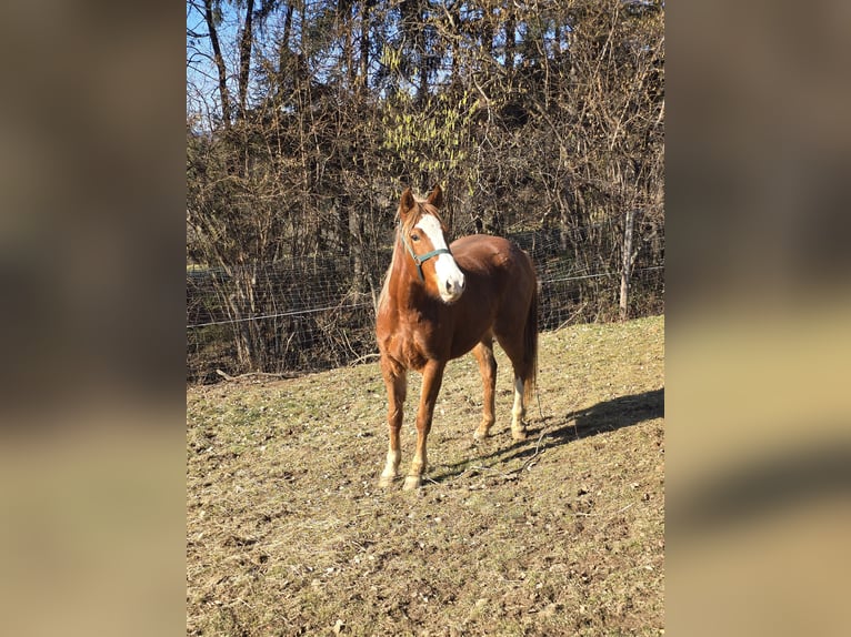 American Quarter Horse Mix Giumenta 3 Anni 145 cm Sauro in Pöllauberg