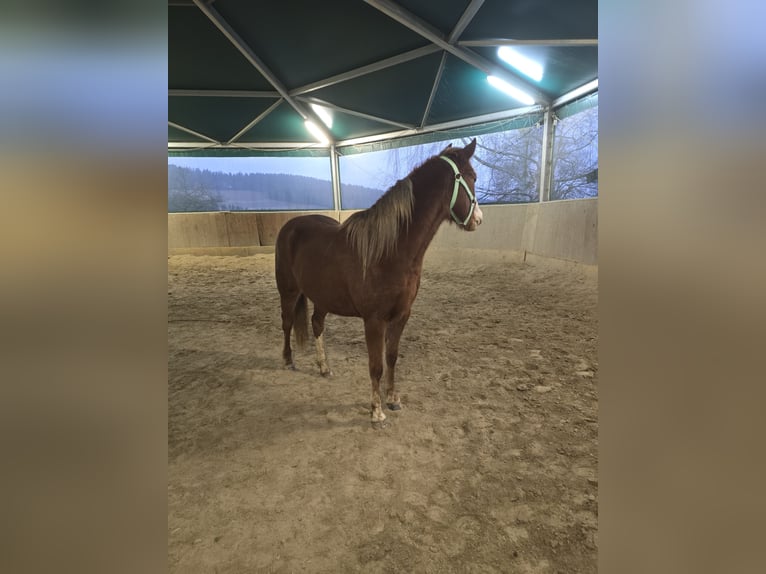 American Quarter Horse Mix Giumenta 3 Anni 145 cm Sauro in Pöllauberg