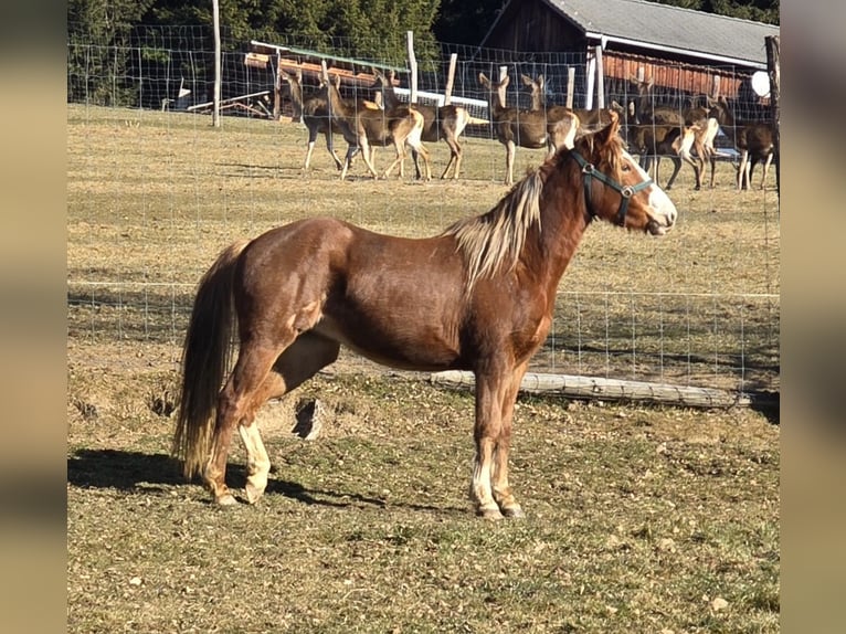 American Quarter Horse Mix Giumenta 3 Anni 145 cm Sauro in Pöllauberg