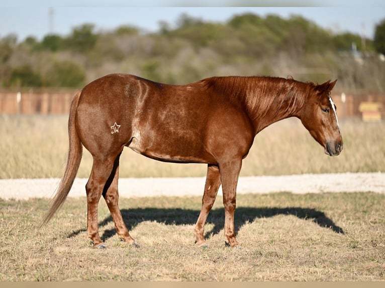 American Quarter Horse Giumenta 3 Anni 145 cm Sauro ciliegia in Waco, TX