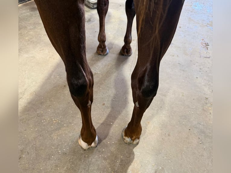 American Quarter Horse Giumenta 3 Anni 145 cm Sauro ciliegia in Waco