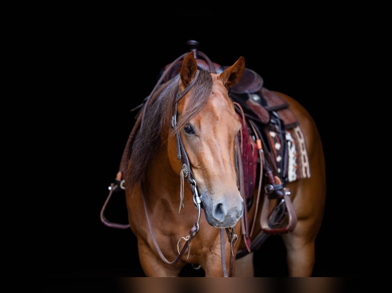 American Quarter Horse Giumenta 3 Anni 145 cm Sauro ciliegia in Jackson, OH