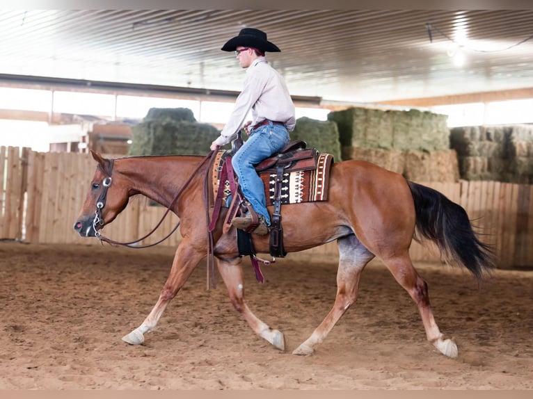 American Quarter Horse Giumenta 3 Anni 145 cm Sauro ciliegia in Jackson, OH