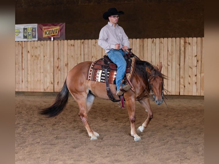 American Quarter Horse Giumenta 3 Anni 145 cm Sauro ciliegia in Jackson, OH