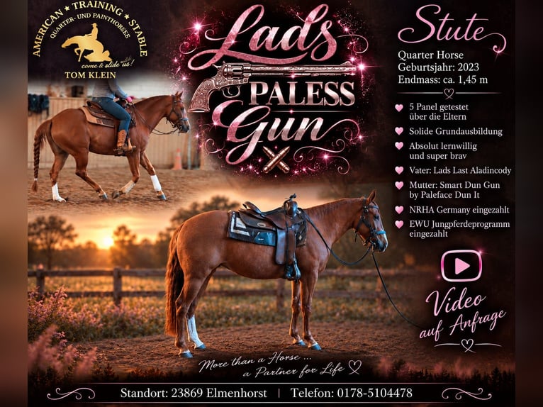 American Quarter Horse Giumenta 3 Anni 145 cm Sauro in Elmenhorst