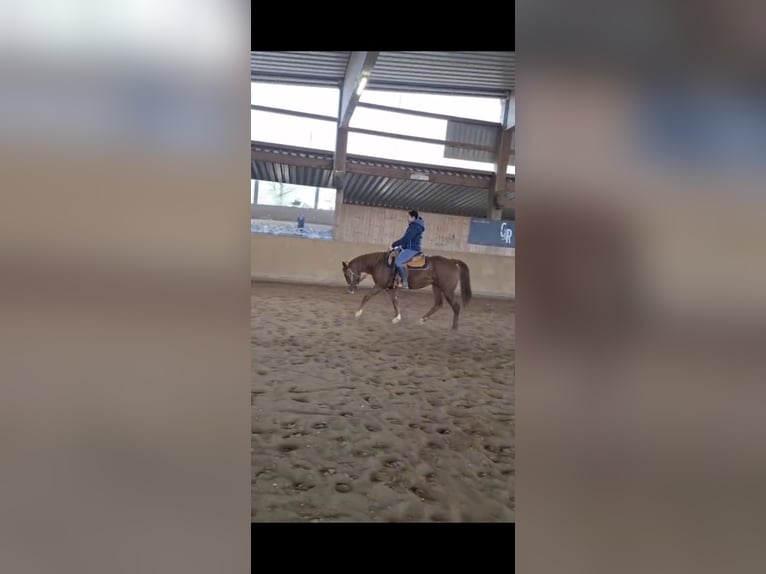 American Quarter Horse Giumenta 3 Anni 145 cm Sauro in Burgebrach