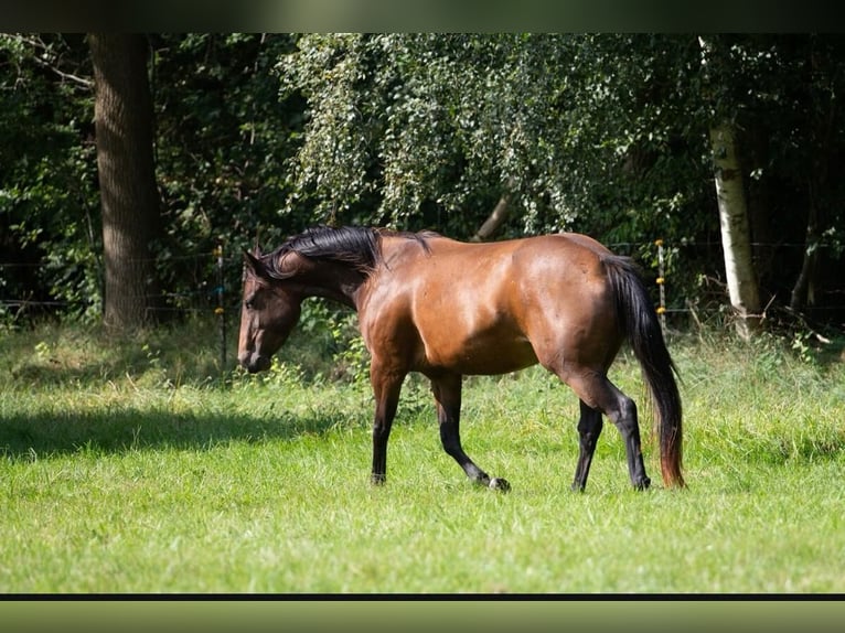 American Quarter Horse Giumenta 3 Anni 146 cm Baio in Neumünster