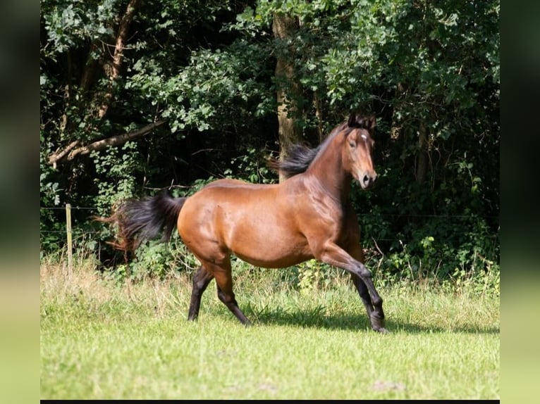 American Quarter Horse Giumenta 3 Anni 146 cm Baio in Neumünster