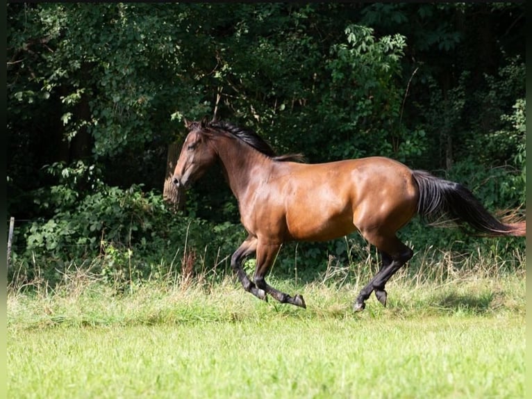 American Quarter Horse Giumenta 3 Anni 146 cm Baio in Neumünster