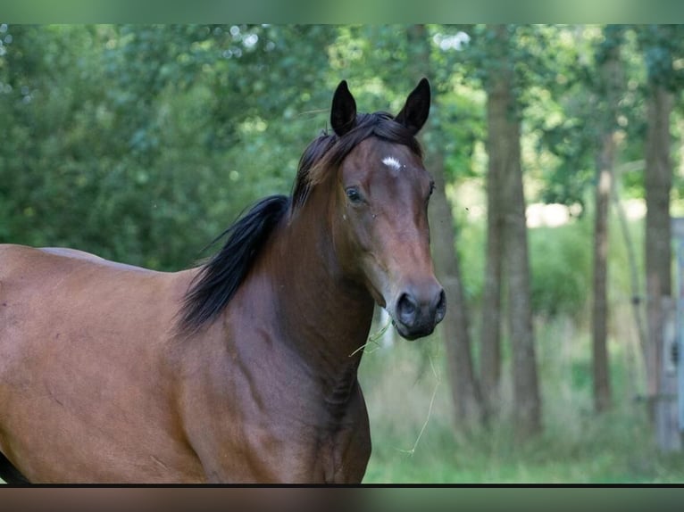 American Quarter Horse Giumenta 3 Anni 146 cm Baio in Neumünster