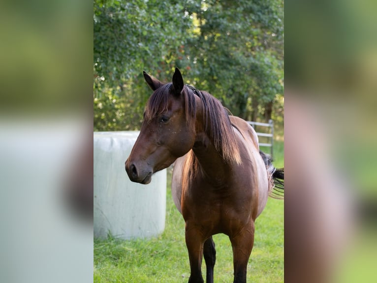 American Quarter Horse Giumenta 3 Anni 146 cm Baio in Neumünster