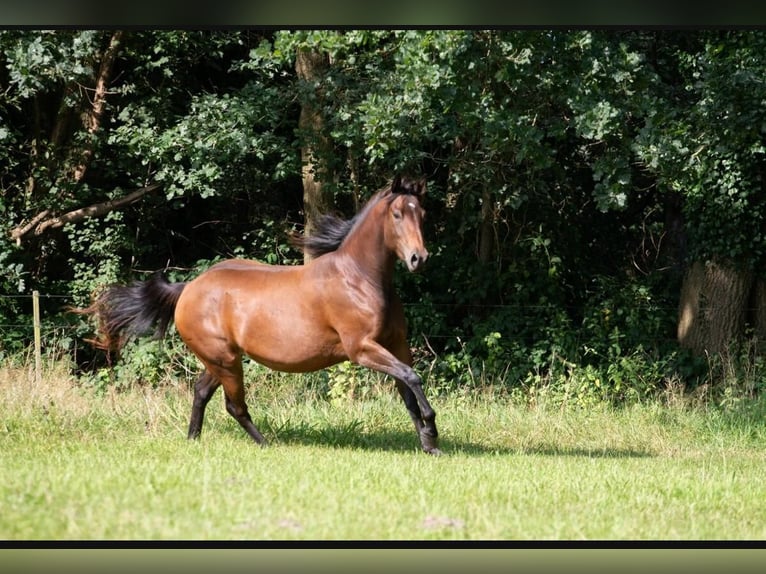 American Quarter Horse Giumenta 3 Anni 146 cm Baio in Neumünster