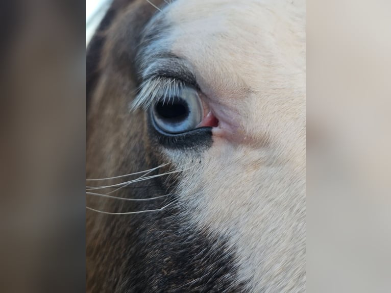 American Quarter Horse Giumenta 3 Anni 146 cm Falbo in Halfing