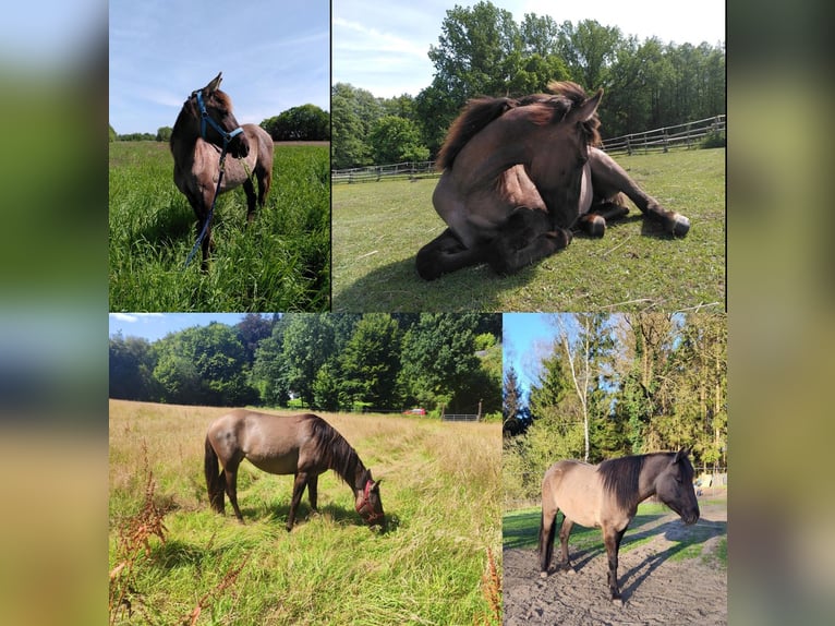 American Quarter Horse Mix Giumenta 3 Anni 146 cm Grullo in Hamburg Steinwerder