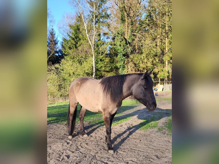 American Quarter Horse Mix Giumenta 3 Anni 146 cm Grullo in Hamburg Steinwerder