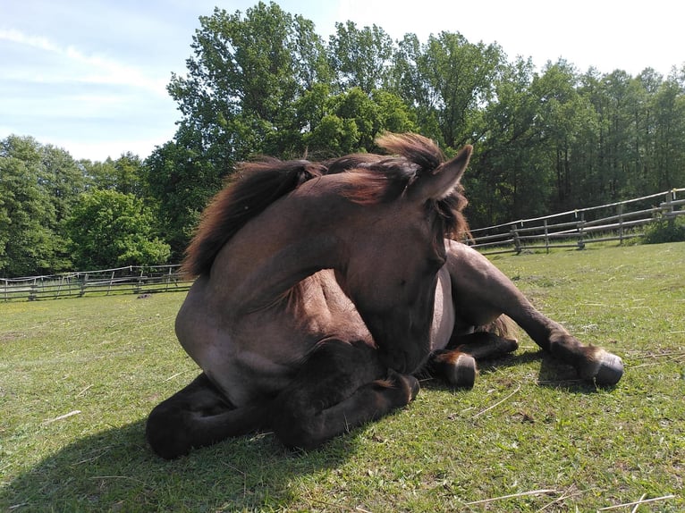 American Quarter Horse Mix Giumenta 3 Anni 146 cm Grullo in Hamburg Steinwerder