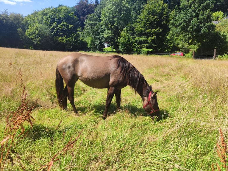 American Quarter Horse Mix Giumenta 3 Anni 146 cm Grullo in Hamburg Steinwerder