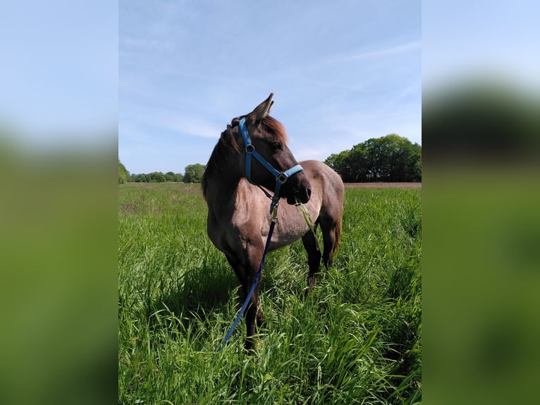 American Quarter Horse Mix Giumenta 3 Anni 146 cm Grullo in Hamburg Steinwerder