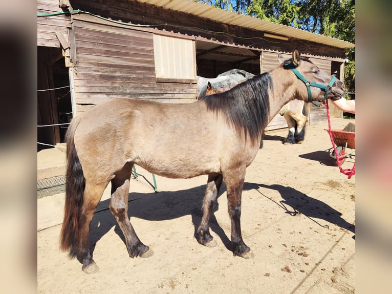 American Quarter Horse Mix Giumenta 3 Anni 146 cm Grullo in Hamburg Steinwerder