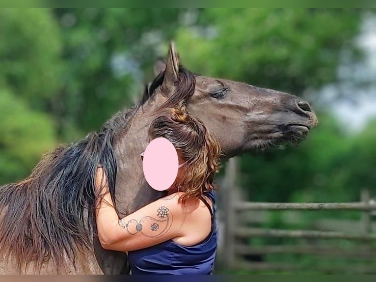 American Quarter Horse Mix Giumenta 3 Anni 146 cm Grullo in Hamburg Steinwerder