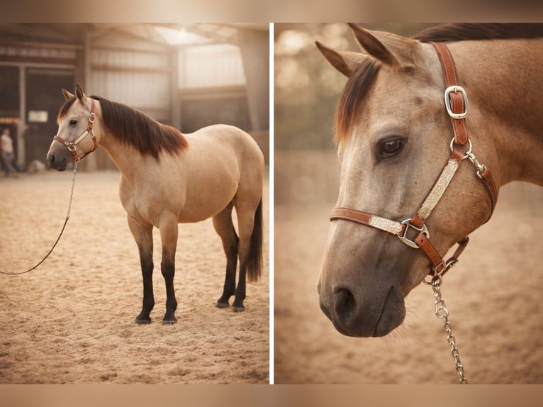 American Quarter Horse Giumenta 3 Anni 146 cm Pelle di daino in UeßHöchstberg