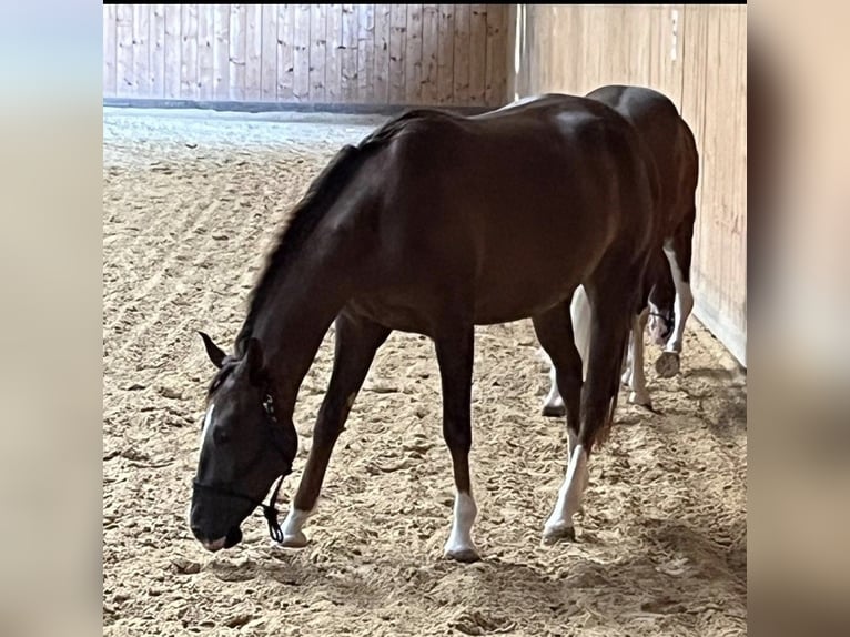 American Quarter Horse Giumenta 3 Anni 146 cm Sauro scuro in Tännesberg