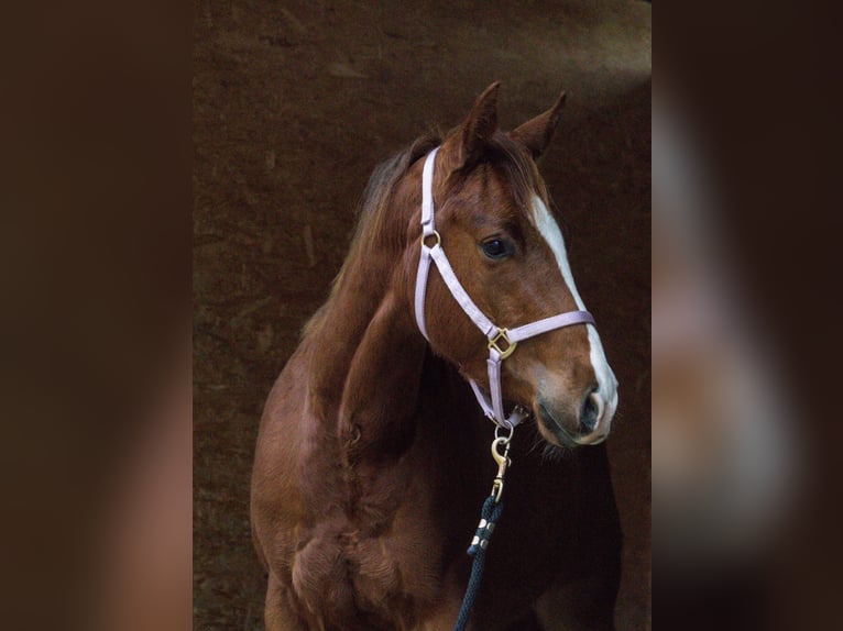 American Quarter Horse Giumenta 3 Anni 146 cm Sauro scuro in AalenAalen