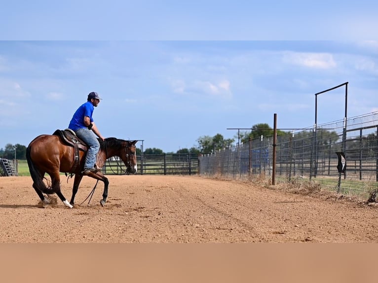 American Quarter Horse Giumenta 3 Anni 147 cm Baio ciliegia in Waco, TX