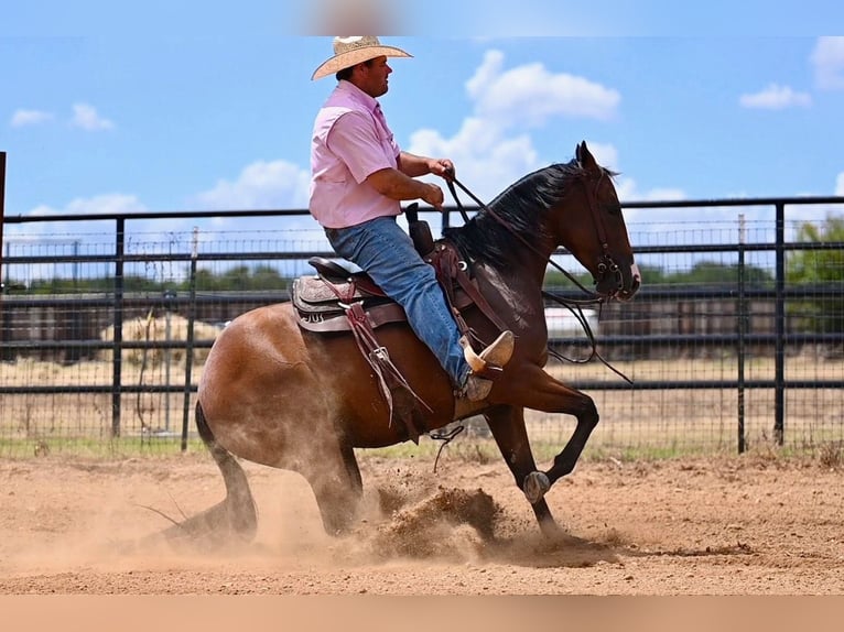 American Quarter Horse Giumenta 3 Anni 147 cm Baio ciliegia in Waco, TX