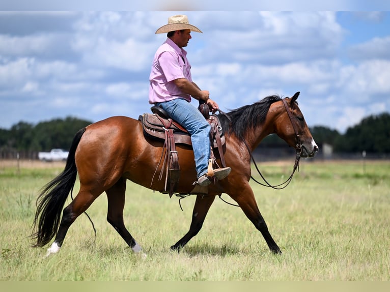 American Quarter Horse Giumenta 3 Anni 147 cm Baio ciliegia in Waco, TX