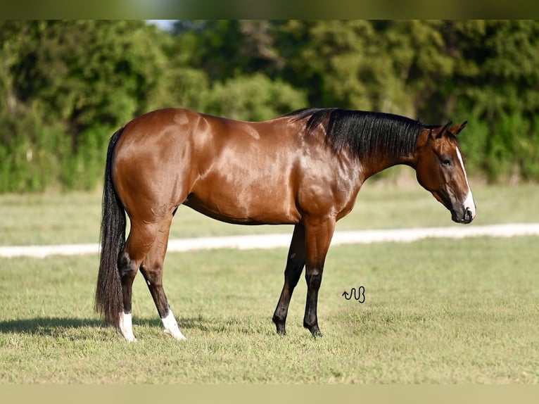 American Quarter Horse Giumenta 3 Anni 147 cm Baio ciliegia in Waco, TX