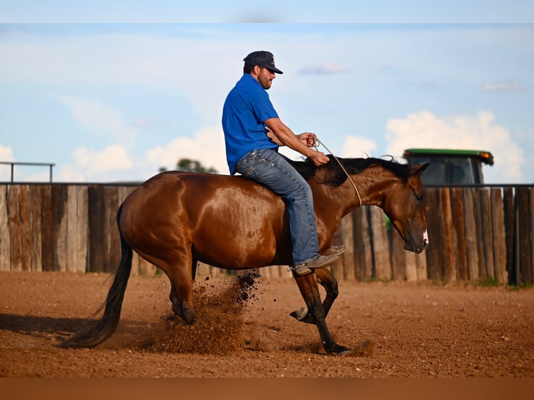 American Quarter Horse Giumenta 3 Anni 147 cm Baio ciliegia in Waco, TX