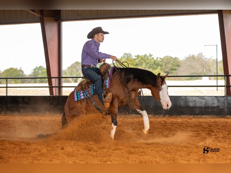 American Quarter Horse Giumenta 3 Anni 147 cm Baio ciliegia in Whitesboro, TX