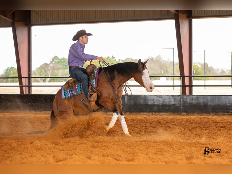 American Quarter Horse Giumenta 3 Anni 147 cm Baio ciliegia in Whitesboro, TX