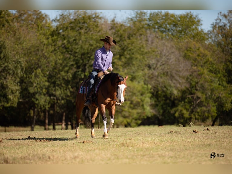 American Quarter Horse Giumenta 3 Anni 147 cm Baio ciliegia in Whitesboro, TX