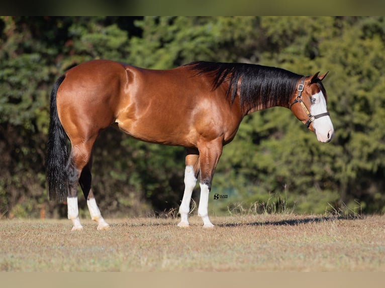 American Quarter Horse Giumenta 3 Anni 147 cm Baio ciliegia in Whitesboro, TX