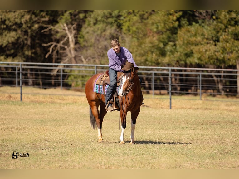 American Quarter Horse Giumenta 3 Anni 147 cm Baio ciliegia in Whitesboro, TX