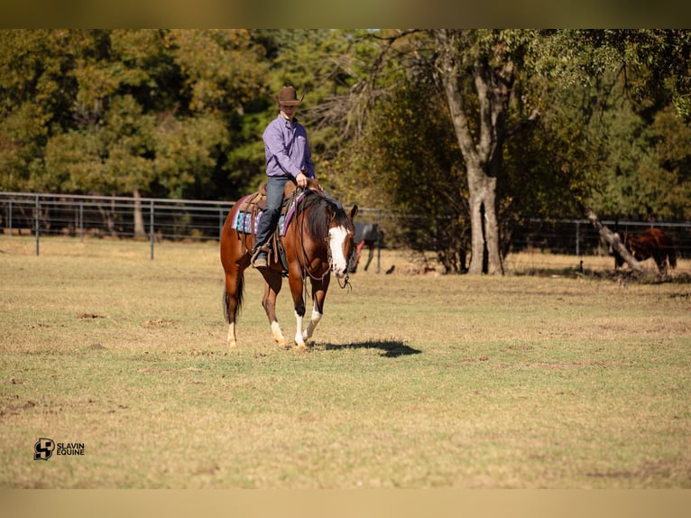 American Quarter Horse Giumenta 3 Anni 147 cm Baio ciliegia in Whitesboro, TX