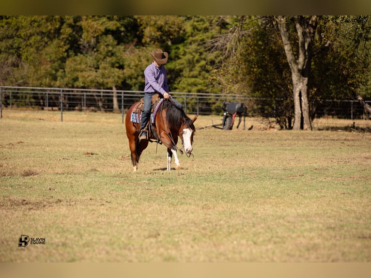 American Quarter Horse Giumenta 3 Anni 147 cm Baio ciliegia in Whitesboro, TX