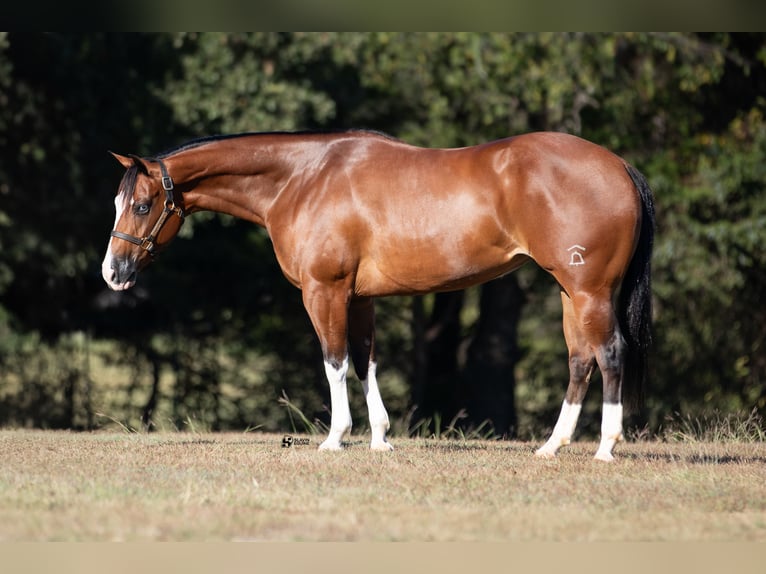 American Quarter Horse Giumenta 3 Anni 147 cm Baio ciliegia in Whitesboro, TX