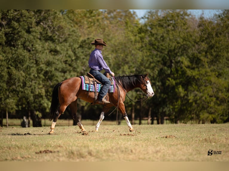 American Quarter Horse Giumenta 3 Anni 147 cm Baio ciliegia in Whitesboro, TX