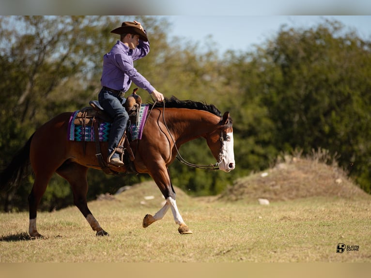 American Quarter Horse Giumenta 3 Anni 147 cm Baio ciliegia in Whitesboro, TX